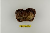 藏品(廣闊疣扇蟹)的圖片